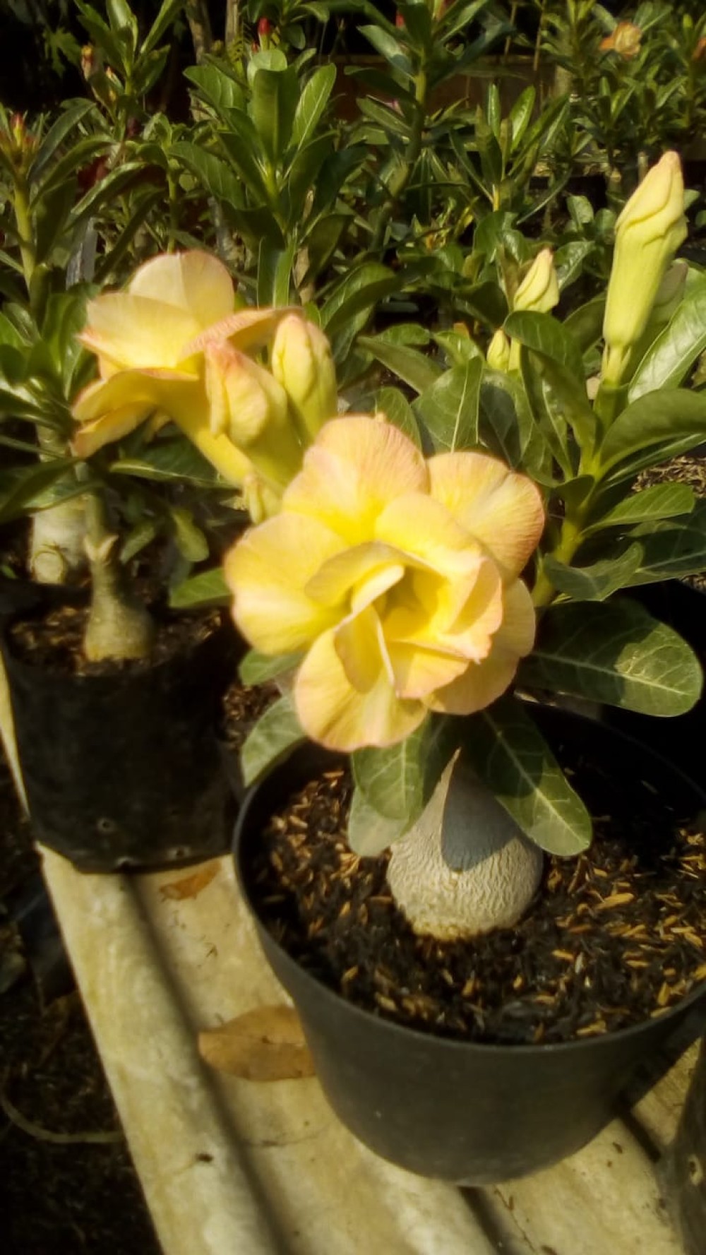  Tanaman  Hias Adenium  1 kg isi 3 pohon Size B